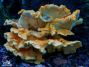 Mushrooms on the Branches - Grzyby na Konarach